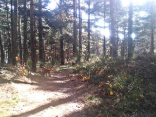  Among the trees 